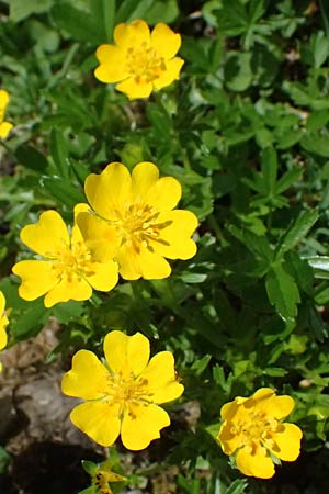 Potentilla aurea \ Gold-Fingerkraut / Golden Cinquefoil, A Felbertauern Nordportal 18.6.2026