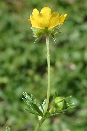 Potentilla aurea \ Gold-Fingerkraut / Golden Cinquefoil, A Felbertauern Nordportal 18.6.2026