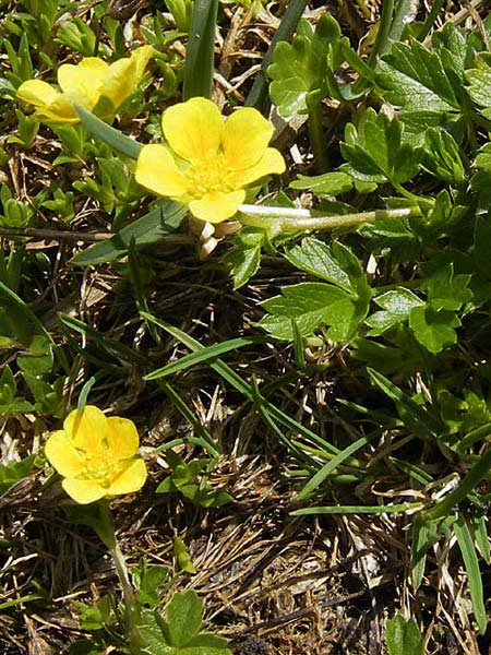 Potentilla brauniana \ Zwerg-Fingerkraut / Dwarf Cinquefoil, A Dachstein 20.7.2010