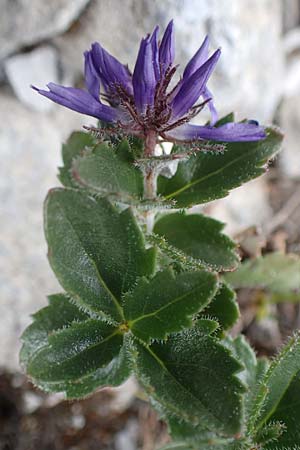 Paederota bonarota \ Blaues M�nderle, Dolomiten-Ehrenpreis / Dolomites Veronica, A Osttirol, Porze 13.7.2019