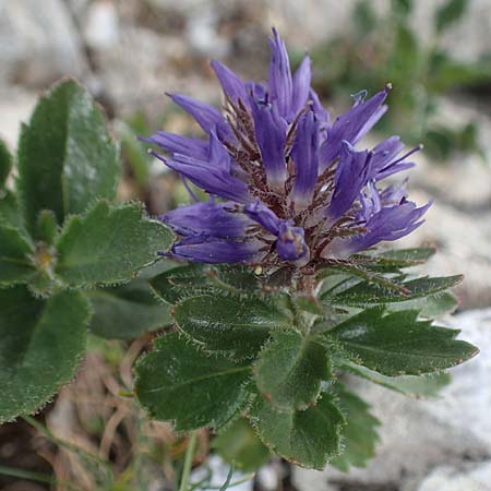 Paederota bonarota \ Blaues M�nderle, Dolomiten-Ehrenpreis / Dolomites Veronica, A Osttirol, Porze 13.7.2019