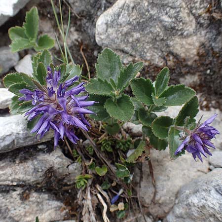 Paederota bonarota \ Blaues M�nderle, Dolomiten-Ehrenpreis / Dolomites Veronica, A Osttirol, Porze 13.7.2019
