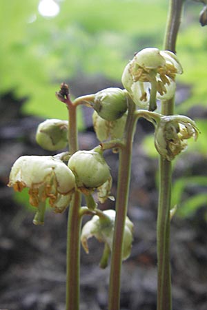 Pyrola chlorantha \ Grnbltiges Wintergrn / Green Pyrola, A St. Lorenzen 1.7.2010