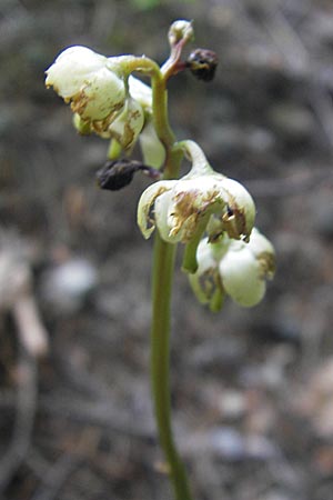Pyrola chlorantha \ Grnbltiges Wintergrn / Green Pyrola, A St. Lorenzen 1.7.2010