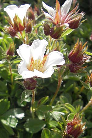 Potentilla clusiana \ Ostalpen-Fingerkraut / Clusius Cinquefoil, A Dachstein 20.7.2010