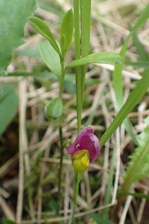 Polygala chamaebuxus \ Buchs-Kreuzblume, Buchs-Kreuzblmchen / Shrubby Milkwort, A Kärnten/Carinthia, St. Paul im Lavanttal 16.5.2016