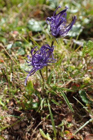 Phyteuma confusum \ Zungenbl&auml;ttrige Teufelskralle, Zungenbl&auml;ttrige Rapunzel / Confused Rampion, A K&auml;rnten/Carinthia, Koralpe 9.8.2016