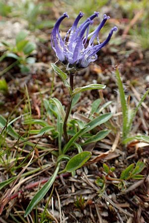 Phyteuma confusum \ Zungenbl&auml;ttrige Teufelskralle, Zungenbl&auml;ttrige Rapunzel / Confused Rampion, A K&auml;rnten/Carinthia, Koralpe 9.8.2016