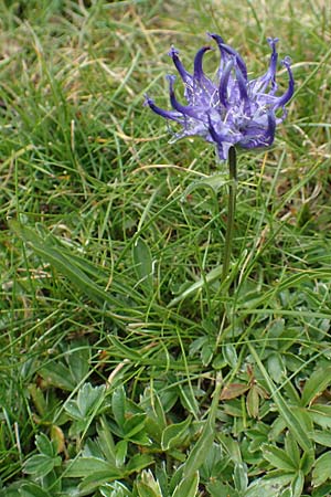 Phyteuma confusum \ Zungenbl&auml;ttrige Teufelskralle, Zungenbl&auml;ttrige Rapunzel / Confused Rampion, A K&auml;rnten/Carinthia, Koralpe 9.8.2016