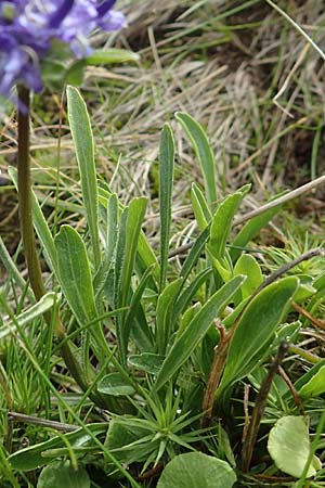 Phyteuma confusum \ Zungenbl&auml;ttrige Teufelskralle, Zungenbl&auml;ttrige Rapunzel / Confused Rampion, A K&auml;rnten/Carinthia, Koralpe 9.8.2016