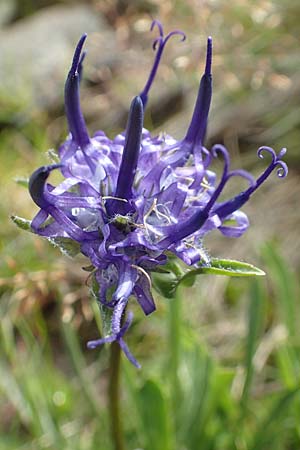 Phyteuma confusum \ Zungenbl&auml;ttrige Teufelskralle, Zungenbl&auml;ttrige Rapunzel / Confused Rampion, A K&auml;rnten/Carinthia, Koralpe 9.8.2016