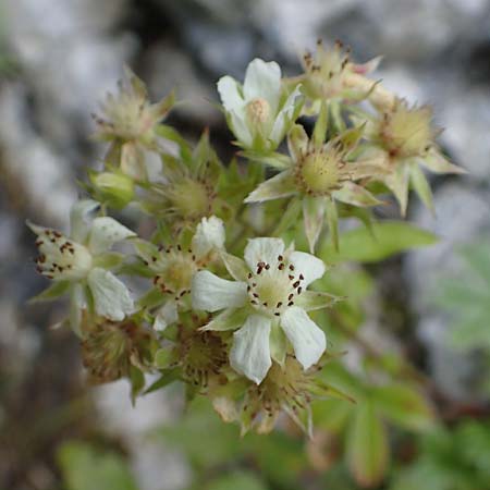 Potentilla caulescens \ Kalkfelsen-Fingerkraut, Vielstngeliges Fingerkraut /  Cinquefoil, A Kärnten/Carinthia, Tscheppa - Schlucht / Gorge 20.8.2016