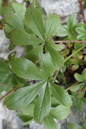 Potentilla caulescens \ Kalkfelsen-Fingerkraut, Vielstngeliges Fingerkraut /  Cinquefoil, A Kärnten/Carinthia, Tscheppa - Schlucht / Gorge 20.8.2016