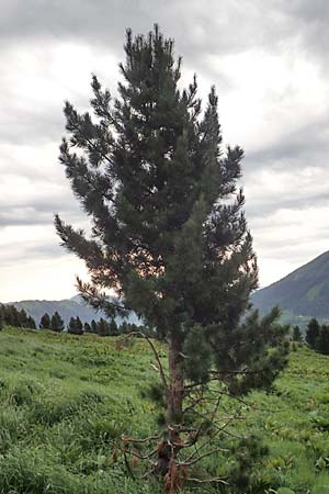 Pinus cembra \ Zirbel-Kiefer, Arve / Arolla Pine, Swiss Stone Pine, A Pusterwald, Eiskar 1.7.2019