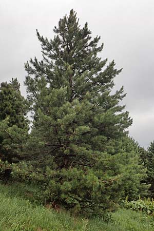 Pinus cembra \ Zirbel-Kiefer, Arve / Arolla Pine, Swiss Stone Pine, A Pusterwald, Eiskar 1.7.2019