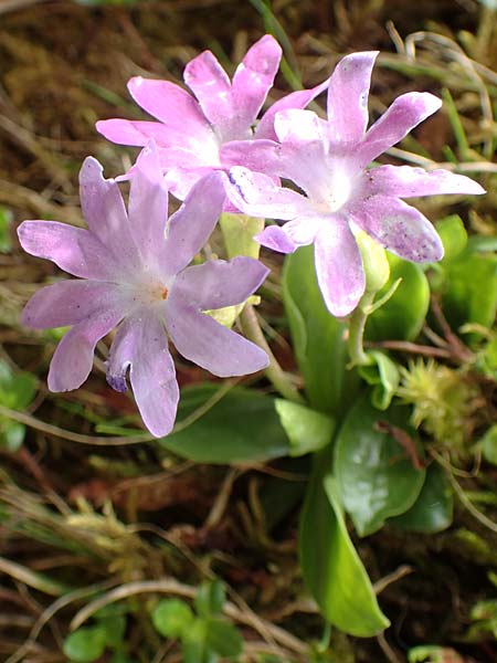 Primula clusiana \ Clusius' Primel / Clusius' Primrose, A Trenchtling 3.7.2019