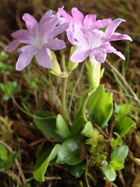 Primula clusiana \ Clusius' Primel / Clusius' Primrose, A Trenchtling 3.7.2019