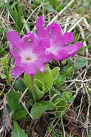 Primula clusiana \ Clusius' Primel / Clusius' Primrose, A Trenchtling 3.7.2019