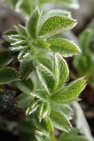 Potentilla clusiana \ Ostalpen-Fingerkraut / Clusius Cinquefoil, A Trenchtling 3.7.2019