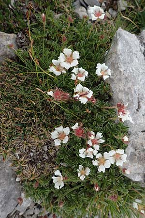 Potentilla clusiana \ Ostalpen-Fingerkraut / Clusius Cinquefoil, A Trenchtling 3.7.2019