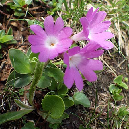Primula clusiana \ Clusius' Primel / Clusius' Primrose, A Schneealpe 30.6.2020