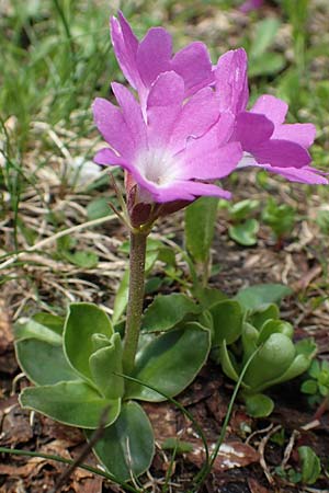 Primula clusiana \ Clusius' Primel / Clusius' Primrose, A Schneealpe 30.6.2020
