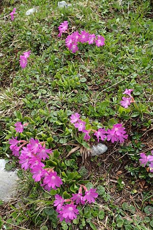 Primula clusiana \ Clusius' Primel / Clusius' Primrose, A Schneealpe 30.6.2020