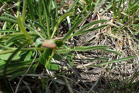 Phyteuma confusum \ Zungenbl&auml;ttrige Teufelskralle, Zungenbl&auml;ttrige Rapunzel / Confused Rampion, A Seetaler Alpen, Zirbitzkogel 28.6.2021