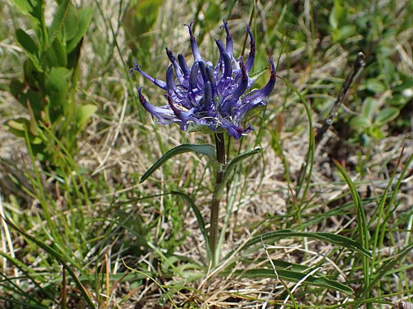 Phyteuma confusum \ Zungenbl&auml;ttrige Teufelskralle, Zungenbl&auml;ttrige Rapunzel / Confused Rampion, A Seetaler Alpen, Zirbitzkogel 28.6.2021
