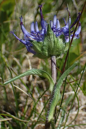 Phyteuma confusum \ Zungenbl&auml;ttrige Teufelskralle, Zungenbl&auml;ttrige Rapunzel / Confused Rampion, A Seetaler Alpen, Zirbitzkogel 28.6.2021