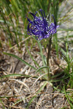 Phyteuma confusum \ Zungenbl&auml;ttrige Teufelskralle, Zungenbl&auml;ttrige Rapunzel / Confused Rampion, A Seetaler Alpen, Zirbitzkogel 28.6.2021