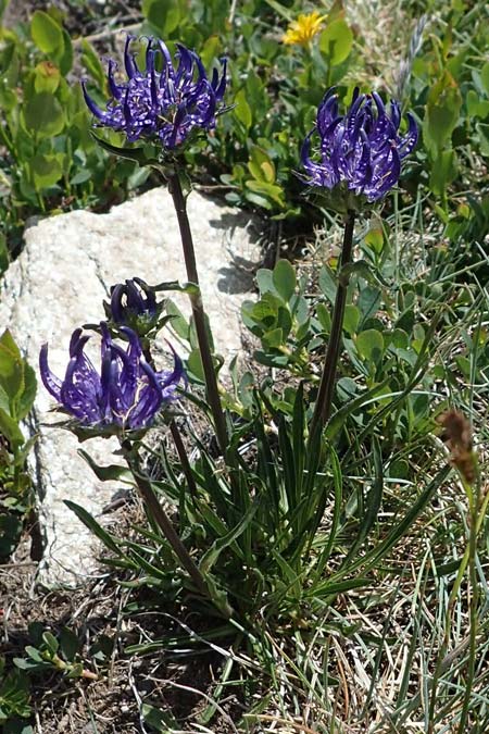 Phyteuma confusum \ Zungenbl&auml;ttrige Teufelskralle, Zungenbl&auml;ttrige Rapunzel / Confused Rampion, A Seetaler Alpen, Zirbitzkogel 28.6.2021