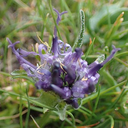 Phyteuma confusum \ Zungenbl&auml;ttrige Teufelskralle, Zungenbl&auml;ttrige Rapunzel / Confused Rampion, A Seckauer Tauern, Rosenkogel 30.6.2021