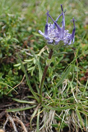 Phyteuma confusum \ Zungenbl&auml;ttrige Teufelskralle, Zungenbl&auml;ttrige Rapunzel / Confused Rampion, A Seckauer Tauern, Rosenkogel 30.6.2021
