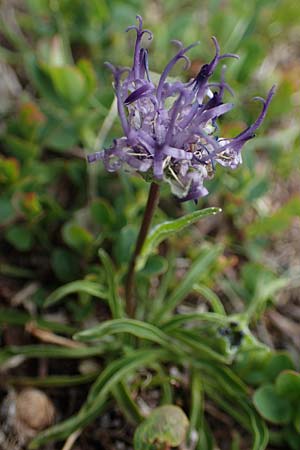 Phyteuma confusum \ Zungenbl&auml;ttrige Teufelskralle, Zungenbl&auml;ttrige Rapunzel / Confused Rampion, A Seckauer Tauern, Rosenkogel 30.6.2021