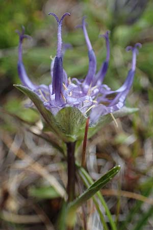Phyteuma confusum \ Zungenbl&auml;ttrige Teufelskralle, Zungenbl&auml;ttrige Rapunzel / Confused Rampion, A Seckauer Tauern, Rosenkogel 30.6.2021