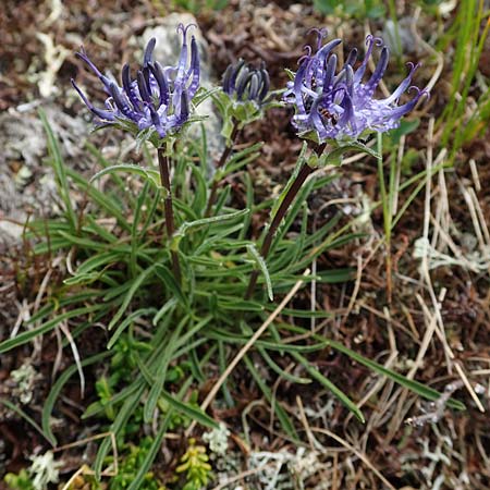 Phyteuma confusum \ Zungenbl&auml;ttrige Teufelskralle, Zungenbl&auml;ttrige Rapunzel / Confused Rampion, A Seckauer Tauern, Rosenkogel 30.6.2021