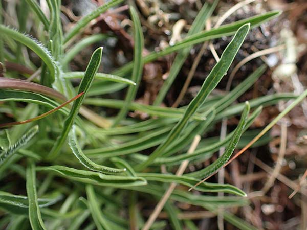 Phyteuma confusum \ Zungenbl&auml;ttrige Teufelskralle, Zungenbl&auml;ttrige Rapunzel / Confused Rampion, A Seckauer Tauern, Rosenkogel 30.6.2021
