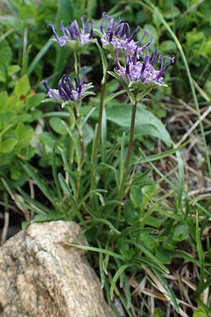 Phyteuma confusum \ Zungenbl&auml;ttrige Teufelskralle, Zungenbl&auml;ttrige Rapunzel / Confused Rampion, A Seckauer Tauern, Brandst&auml;tter T&ouml;rl 1.7.2021