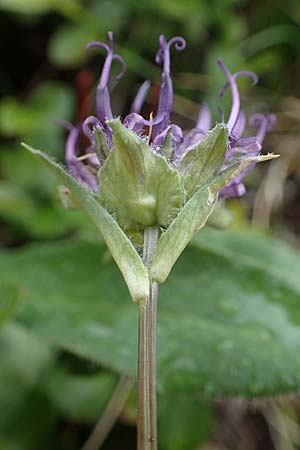 Phyteuma confusum \ Zungenbl&auml;ttrige Teufelskralle, Zungenbl&auml;ttrige Rapunzel / Confused Rampion, A Seckauer Tauern, Brandst&auml;tter T&ouml;rl 1.7.2021