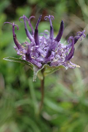 Phyteuma confusum \ Zungenbl&auml;ttrige Teufelskralle, Zungenbl&auml;ttrige Rapunzel / Confused Rampion, A Seckauer Tauern, Brandst&auml;tter T&ouml;rl 1.7.2021