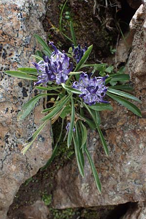 Phyteuma confusum \ Zungenbl&auml;ttrige Teufelskralle, Zungenbl&auml;ttrige Rapunzel / Confused Rampion, A Niedere Tauern, S&ouml;lk-Pass 26.7.2021