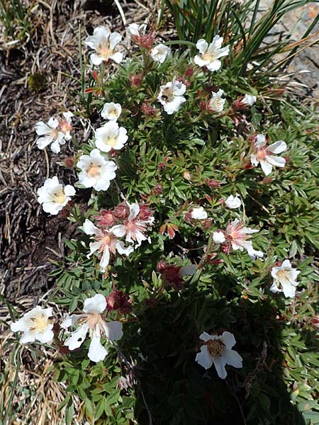 Potentilla clusiana \ Ostalpen-Fingerkraut / Clusius Cinquefoil, A Eisenerzer Reichenstein 28.7.2021