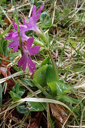 Primula clusiana \ Clusius' Primel / Clusius' Primrose, A Türnitz 6.5.2022