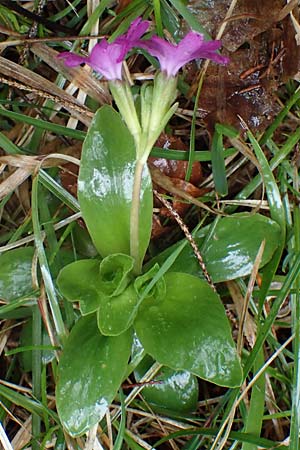 Primula clusiana \ Clusius' Primel / Clusius' Primrose, A Türnitz 6.5.2022
