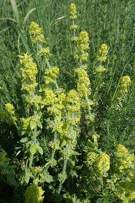 Cruciata pedemontana \ Piemonteser Kreuzlabkraut / Piemont Crosswort, A Weiden am Neusiedler See 10.5.2022