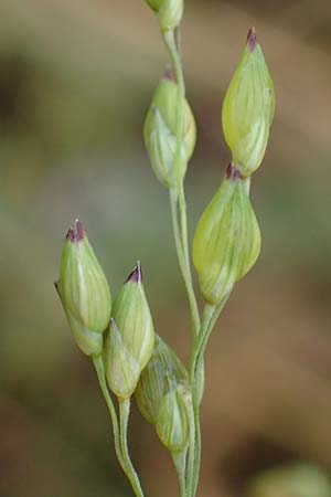 Panicum miliaceum subsp. ruderale \ Unkraut-Rispen-Hirse / Blackseeded Proso Millet, Broomcorn Millet, A Seewinkel, Wallern 27.9.2022