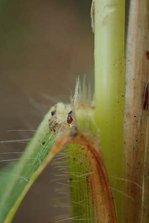 Panicum miliaceum subsp. ruderale \ Unkraut-Rispen-Hirse / Blackseeded Proso Millet, Broomcorn Millet, A Seewinkel, Wallern 27.9.2022