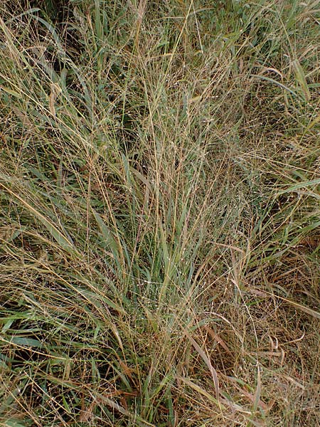 Panicum miliaceum subsp. ruderale \ Unkraut-Rispen-Hirse / Blackseeded Proso Millet, Broomcorn Millet, A Seewinkel, Wallern 27.9.2022