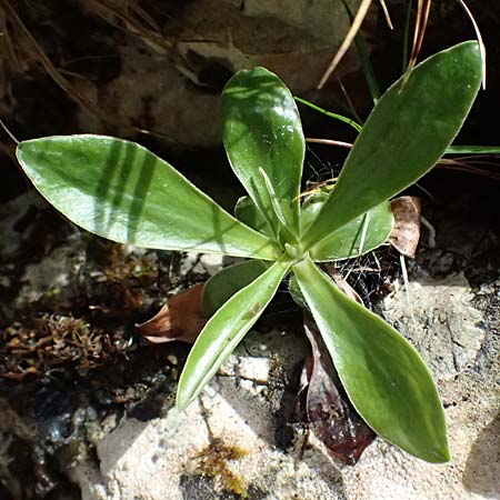 Primula clusiana \ Clusius' Primel / Clusius' Primrose, A St. Gallen im Gesäuse 4.7.2024